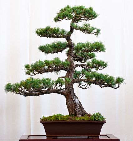 Pine tree (Pinus parviflora) as bonsai in a potの写真素材