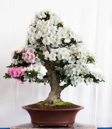 Rhododendron indicum bonsai in a potの写真素材