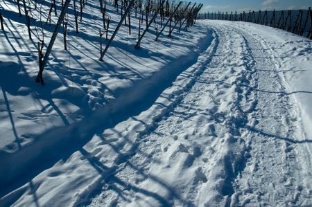 Snow and winter in a German vineyardの写真素材