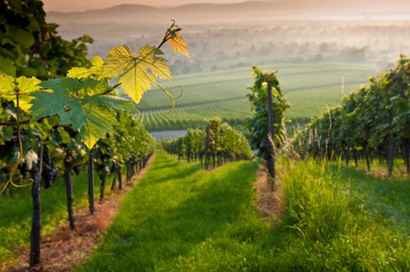 Vines in a vineyard in summerの写真素材