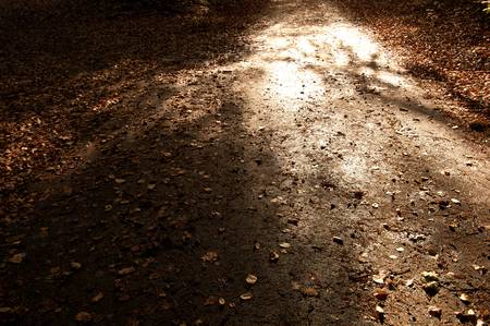 Sunlight on a forest pathの写真素材