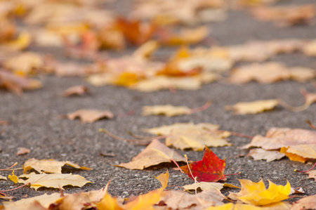 Colourful foliage in autumn on a path