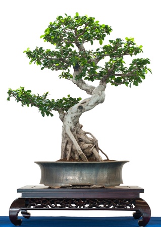 Chinese banyan as bonsai tree is white isolatedの写真素材