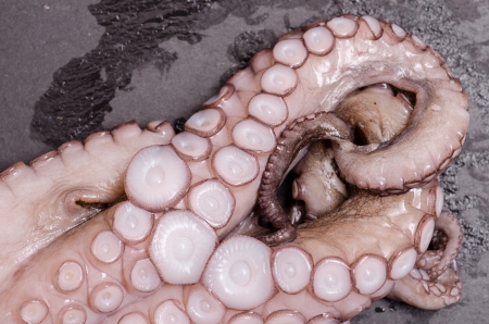 Tentacles with suckers of a raw squidの写真素材