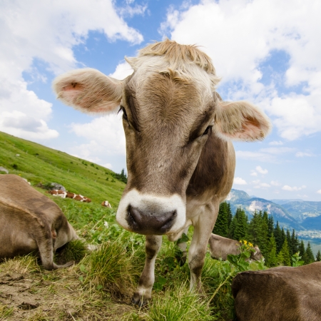 Brown cow on green pasture in the tirolean mountainsの写真素材