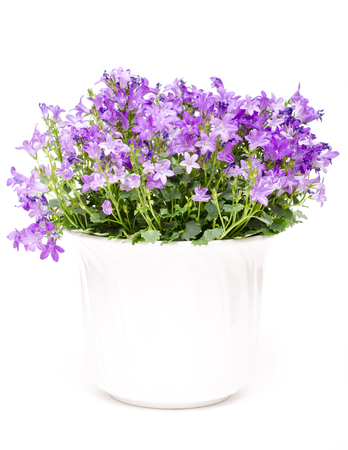 Bellflower with violet flowers on a white backgroundの写真素材