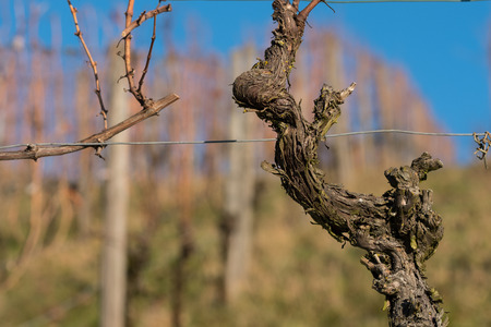 Old gnarled vine with bark and lichen  in a vineyardの写真素材