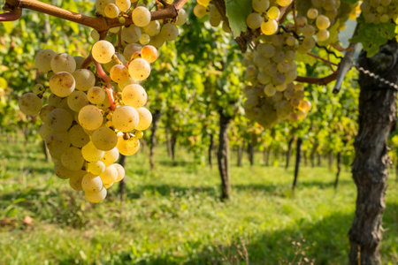 Riesling grapes at a grapevine in a vineyardの写真素材