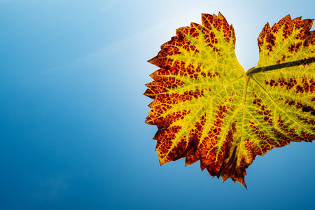 Wine leaf in sunlight in autumn with blue sky