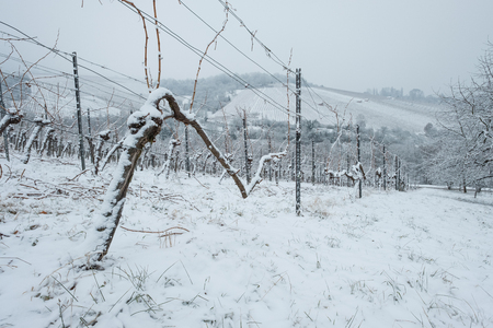 Quaint gnarled vine in a vineyard with snow in winterの写真素材