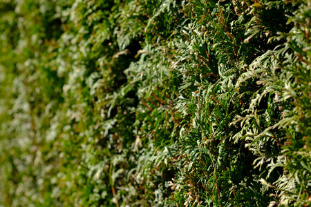 Arborviatae (Thuja) as evergreen hedge