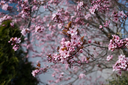 Ornamental woody plant cherry plum with pink flowers in springの写真素材