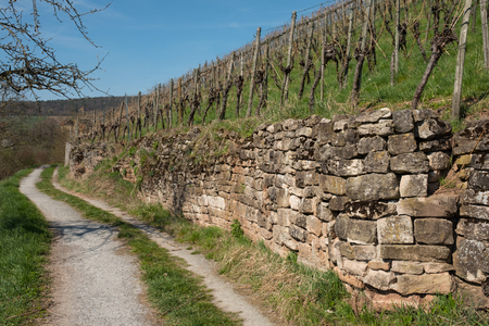 Ancient wall of stone in a vineyard in Germanyの写真素材
