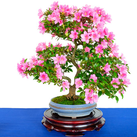 Rhododendron indicum bonsai tree with pink flowers white isolatedの写真素材