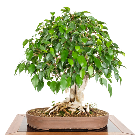 Fig tree (Ficus benjamini) as bonsai white isolatedの写真素材