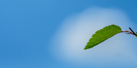 Green hornbeam leaf as panorama with blue sky and copy spaceの写真素材
