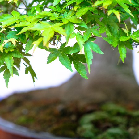 Green leaves japanese maple bonsai tree (Acer palmatum) with background out of focusの写真素材