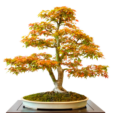 Maple tree (Acer palmatum) as bonsai white isolatedの写真素材