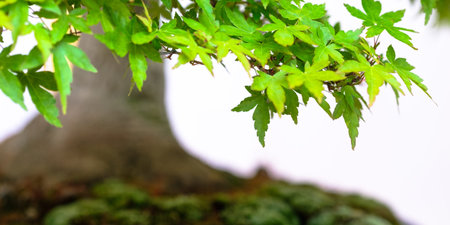 Green foliage japanese maple bonsai tree (Acer palmatum) as close upの写真素材