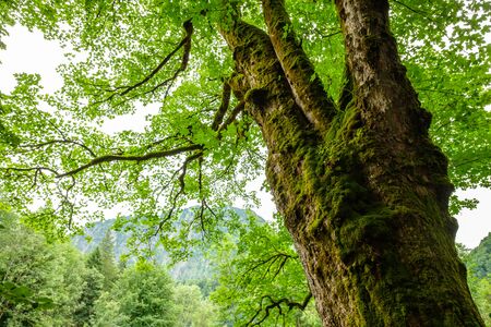 Old tree with moss an gnarled branches and green foliage in bavarian alpsの写真素材