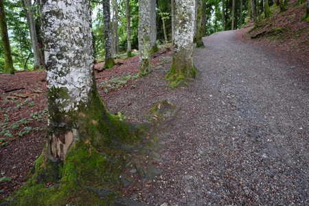 Hiking trail in a forest with trees in Bavaria Germany