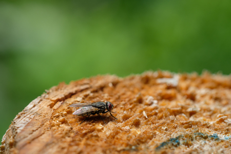 Insect dog or staple fly on wood of a tree trunkの写真素材