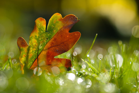 Oak leaf in backlight of autumn with blurred bokeh