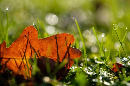 Autumn leaf on green meadow in backlight with bokeh an focus on foregroundの写真素材