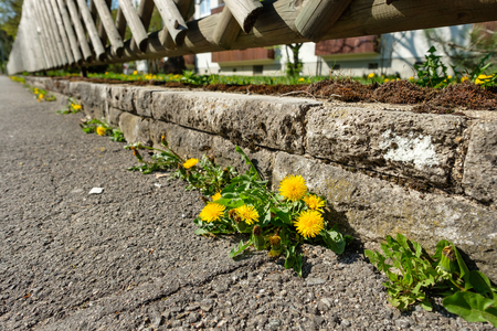 Dandelion with yellow flower on sidewalk and front garden in springの写真素材