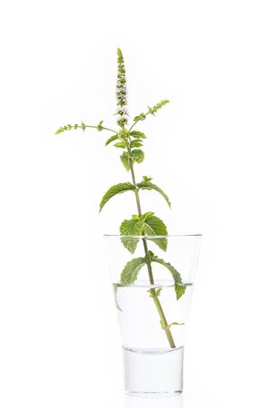 Hugo mint (Mentha) with white flowers in a glass of waterの写真素材