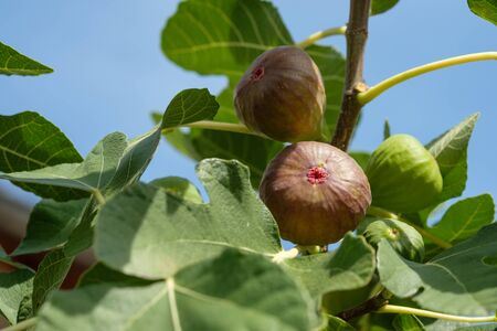 Figs fruit ripe at a tree branch with leavesの写真素材