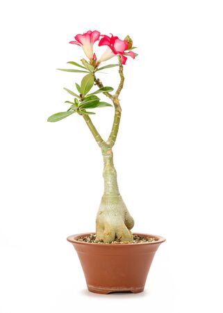 Desert rose (Adenium) with red flowers in a pot in vertical formatの写真素材