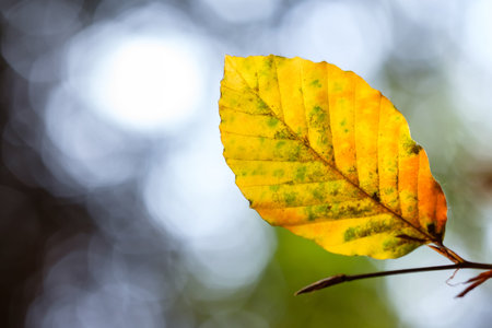 Yellow orange beech leaf in autumn with back lit and bokeh