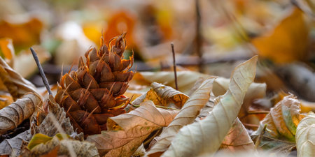 Fir cone and foliage on forest soil in autumn with blurred bokeh