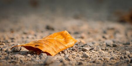 Beech leaf in autumn orange colouring on a forest path soilの写真素材