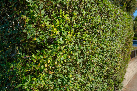 Privet (Ligustrum) as hedge plant with black berries