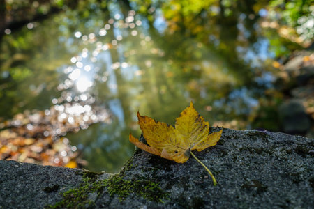 Yellow maple leaf in autumn on a stone in sunlight with water of brook