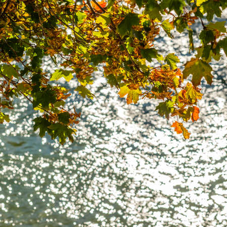 Maple leaves in autumn with isar river and blurred bokehの写真素材