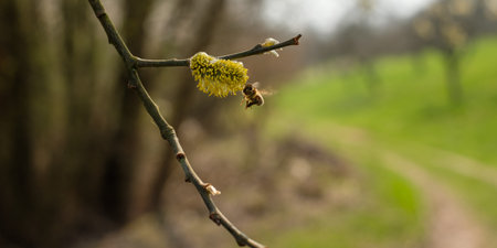 Bee on a willow catkin tree and branch