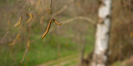 Birch twig with catkins in spring