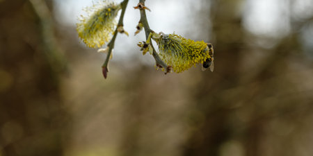 Willow catkins and honey bee close-up