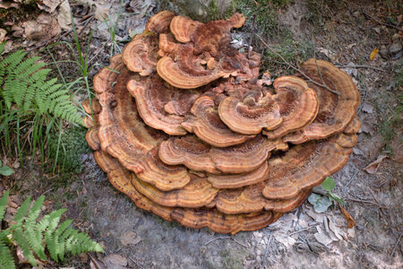 Hoof fungus at a dead tree trunk close-up