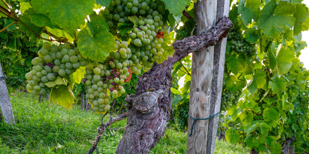 Riesling grapes at a vine in vineyard