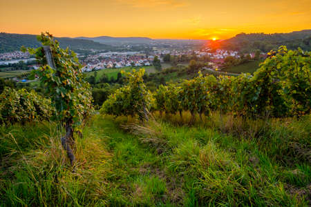 Sunset in vineyard in summer remstal valleyの写真素材