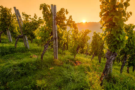 Vineyard vines grapes in morning sun in summerの写真素材