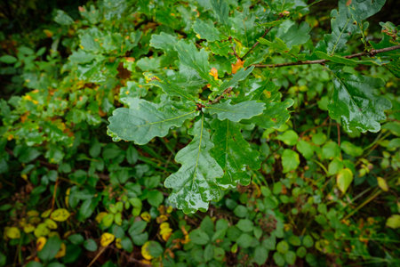 Branch with oak leafs of a tree in a forest