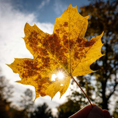 Maple tree in autumn with sun star in back litの写真素材