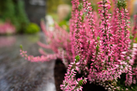 Pink calluna flowers macro close-up