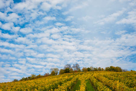 Fleecy clouds over a vineyard in autumn with yellow vinesの写真素材
