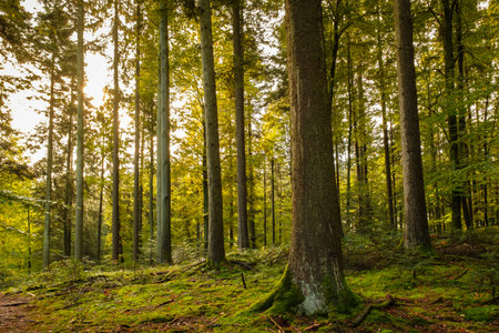Forest trees conifers moss and nature